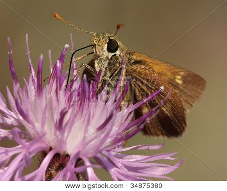 Nejmenší Skipper opylování strakaté Knapweed