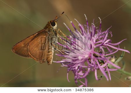 Nejmenší Skipper opylování strakaté Knapweed