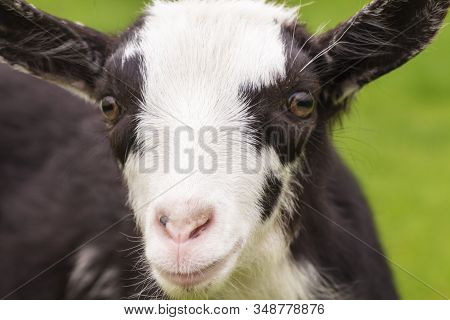 Portrait Of A Cute  Little Goat Closeup