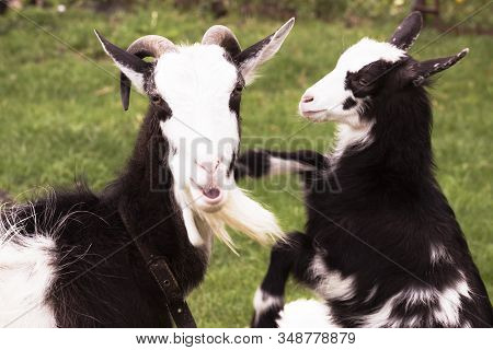 Goat With A Goat-kiddy In The Nature