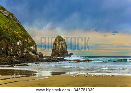  New Zealand. Cannibal Bay on Pacific coast of the South Island. Wide beach with white sand and blue-green water. Flock of white cormorants resting in the sand. The concept of  and photo tourism  