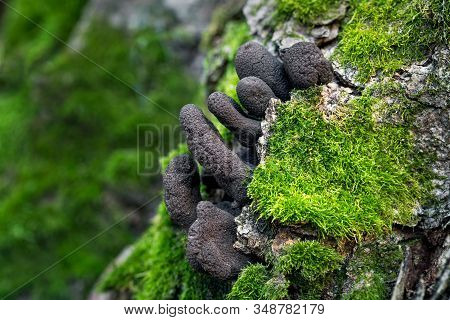 Inedible Fungus Xylaria That Grows On Tree Trunks.