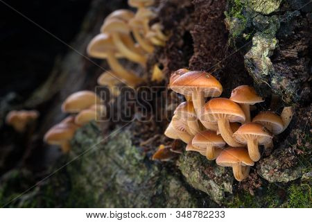 Edible Fungus Flammulina  Which Grows On Tree Trunks.