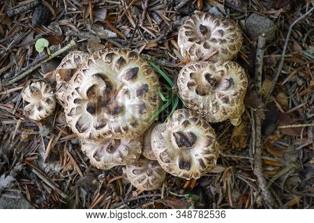 Edible Fungus Sarcodon Imbricatus, Which Grows In Spruce Forests.