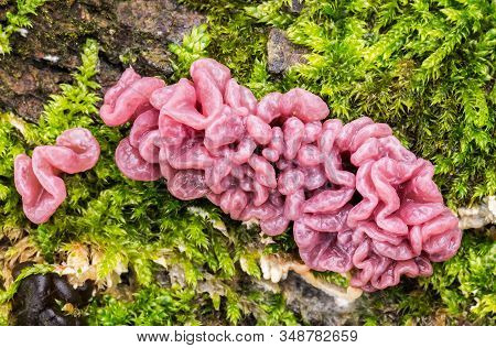 Parasitic Fungus Ascocoryne Growing On Tree Trunks.