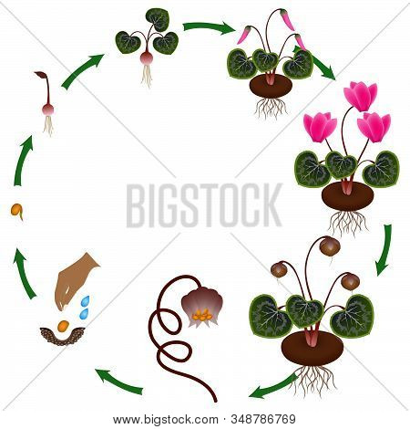 Life Cycle Of A Cyclamen Plant On A White Background.