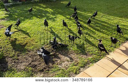 Group Of 28 Australian Magpies (gymnorhina Tibicen) At Sunrise Feeding From Grubs And Worms On A Fre