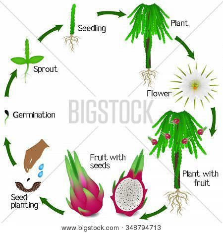 Life Cycle Of A Pitahaya Plant On A White Background.