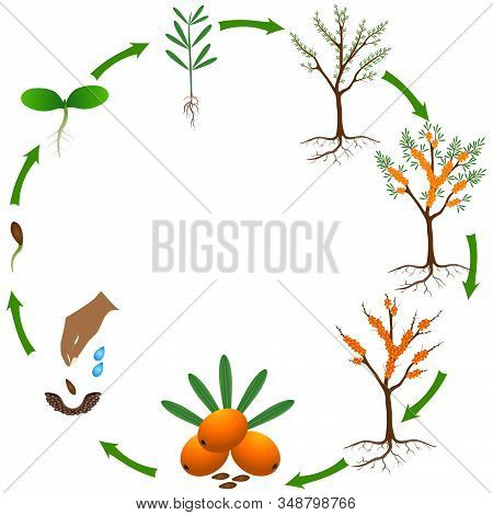 Life Cycle Of A Sea Buckthorn Plant On A White Background.
