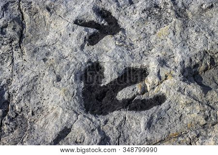 Fossilized Dinosaur Tracks At Dinosaur Ridge Park In Morrison, Colorado