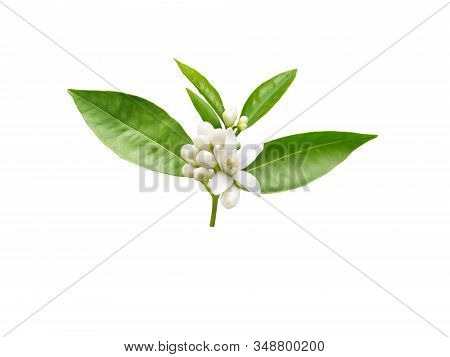 Orange Tree Brunch With White Fragrant Flowers, Buds And Leaves Isolated On White. Neroli Blossom.