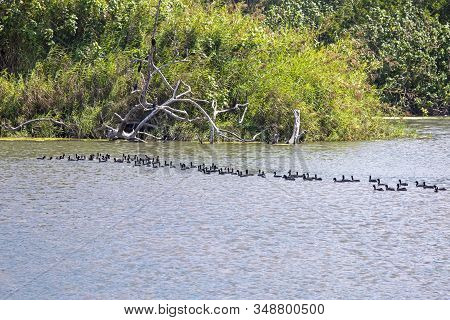 Waterbirds Traversing A Jungle River In Lo De Marcos, Nayarit, Mexico