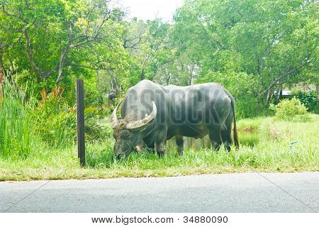 Thai Buffalo