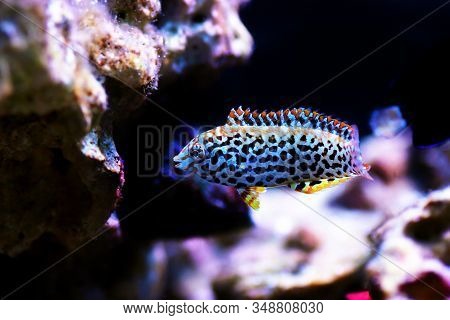 Black Spotted Leopard Wrasse Fish  - (macropharyngodon Meleagris)