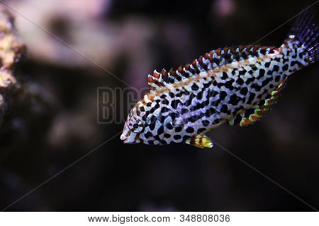 Black Spotted Leopard Wrasse Fish  - (macropharyngodon Meleagris)