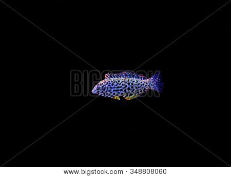 Black Spotted Leopard Wrasse Fish  - (macropharyngodon Meleagris)
