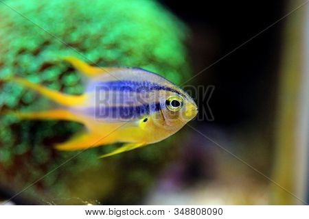 The Black And Gold Chromis - Neoglyphidodon Nigroris