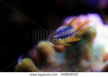 The Black And Gold Chromis - Neoglyphidodon Nigroris