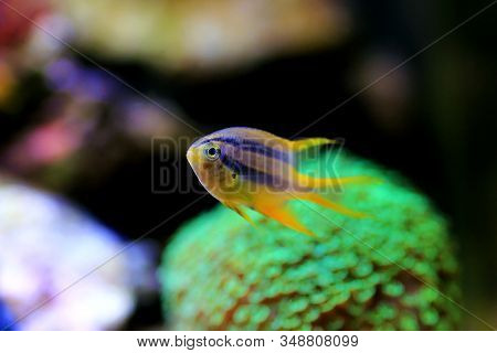The Black And Gold Chromis - Neoglyphidodon Nigroris