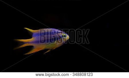 The Black And Gold Chromis - Neoglyphidodon Nigroris