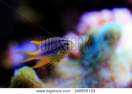 The Black And Gold Chromis - Neoglyphidodon Nigroris