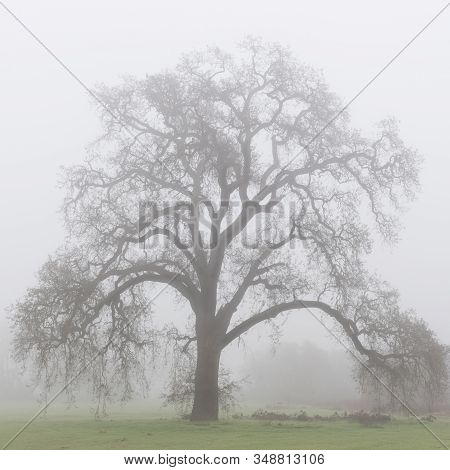A Majestic California Oak Tree In The Fog, Close-up