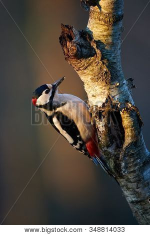 Great Spotted Woodpecker (dendrocopos Major) Perched On A Birch Branch At Sunset.