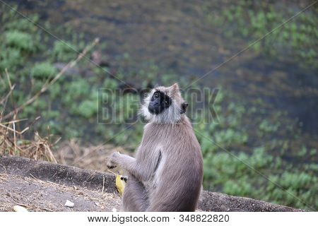 Black Mouth Langur Monkey With It Hand Banana, Outdoors Wild Animals.monkey Sitting In The Forest Of