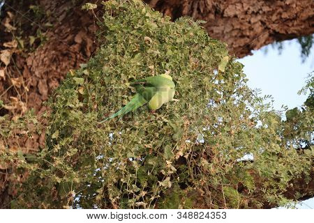A Parrot Bird Eating Something In Nature , Outdoors Parrot Birds, Photography Of  Birds, Single Bird