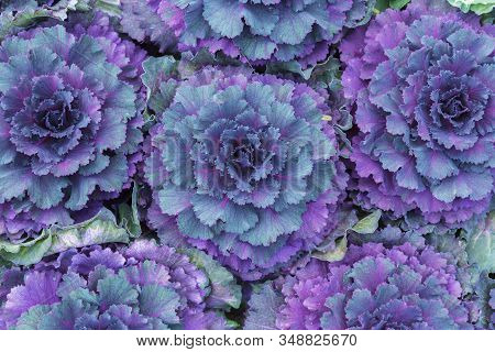 Plant Brassica Oleracea Acephala In Flower Garden