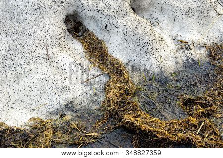 Partially Melted Snowdrift, Rodent Burrows Lined With Old Grass, Housing Insulation For The Winter, 