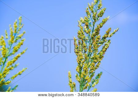 Close Up Of Jowar Or White Millet Crop  At Field.