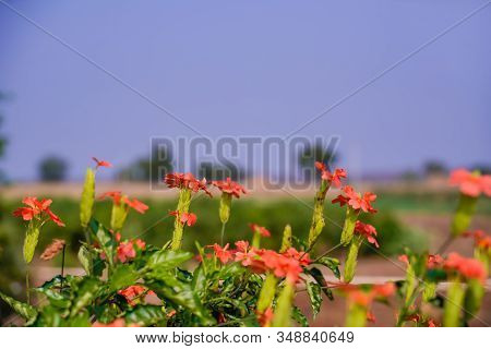 Crossandra Or Orange Flower In Indian Field