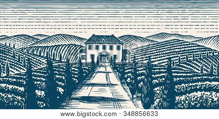 Scenic View Of Vineyards. Wide Panoramic Vine Plantation In Chianti. French Or Italian Engraved Land