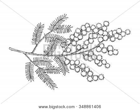 Hand Drawn Blooming Mimosa Or Silver Wattle Flowers Vector Illustration.