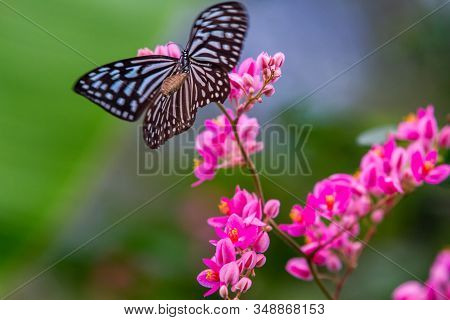 Blue And Black Tirumala Septentrionis, The Dark Blue Tiger Danaid Butterfly In Southeast Asia
