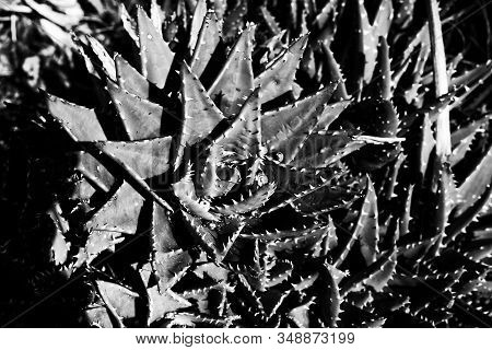 A Black And White Background Of Floral Elementds Full Of Tiny Spikes