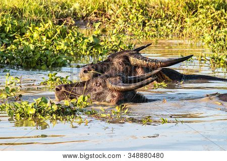Southeast Asian Buffalo That Likes To Lie Down, Soak In The Water. Seen In Pegu, Myanmar