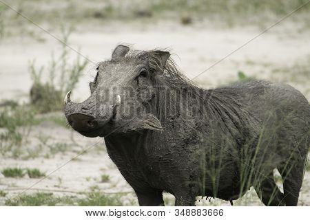 Adult African Pig Standing In A Mud Pool