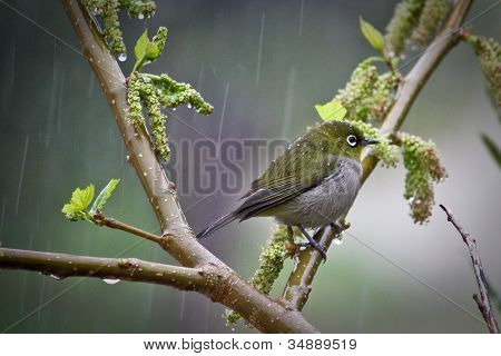 Little Bird hiding from the rain in green tree