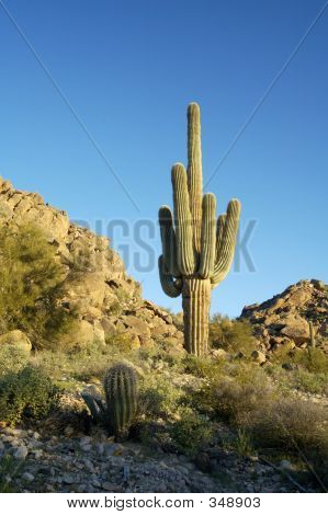 Saguaro Cactus 1