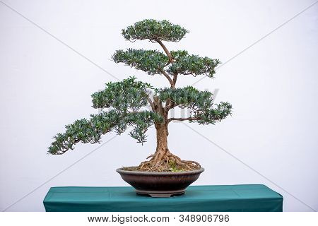 Bonsai Pine Tree Against White Wall In China