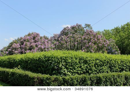 Lillà nel parco