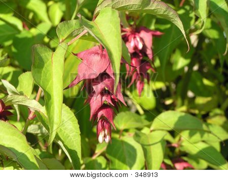 Honeysuckle หิมาลัย