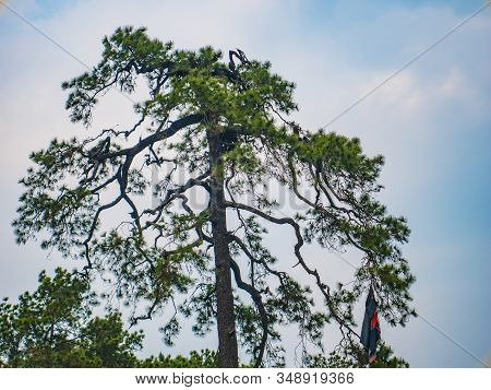 Silhouette Tree With Blue Sky On Phu Kradueng Mountain National Park In Loei City Thailand.phu Kradu
