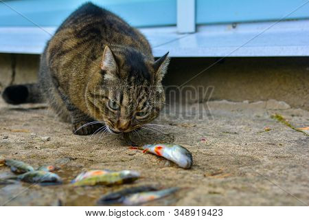 A Gray, Tabby Cat Eats Live Fish. Catch Of Fish. Feeding A Cat A Fish