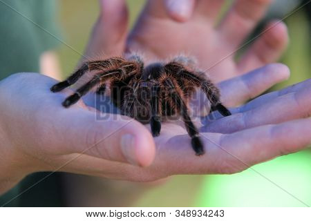 Large Tarantula Spider Being Held On A Palm Of A Hand.