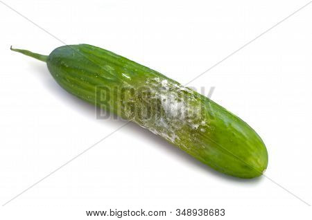 A Cucumber With Mold. Rotten Cucumber Isolated On White Background