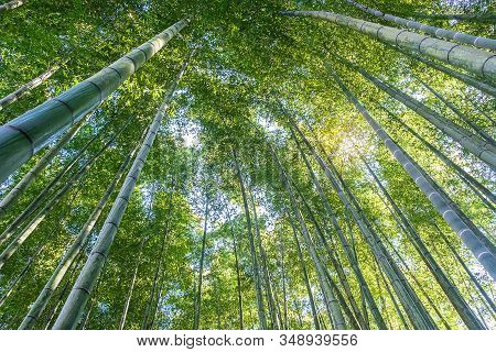 Arashiyama Bamboo Grove Or Sagano Bamboo Forest, Is A Natural Forest Of Bamboo In Arashiyama, Landma
