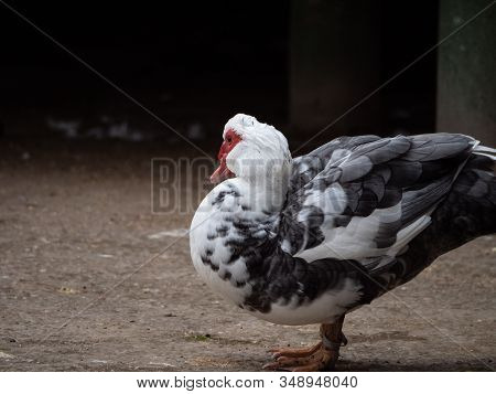 Moscovy Duck In The Madrid Retiro Public Park